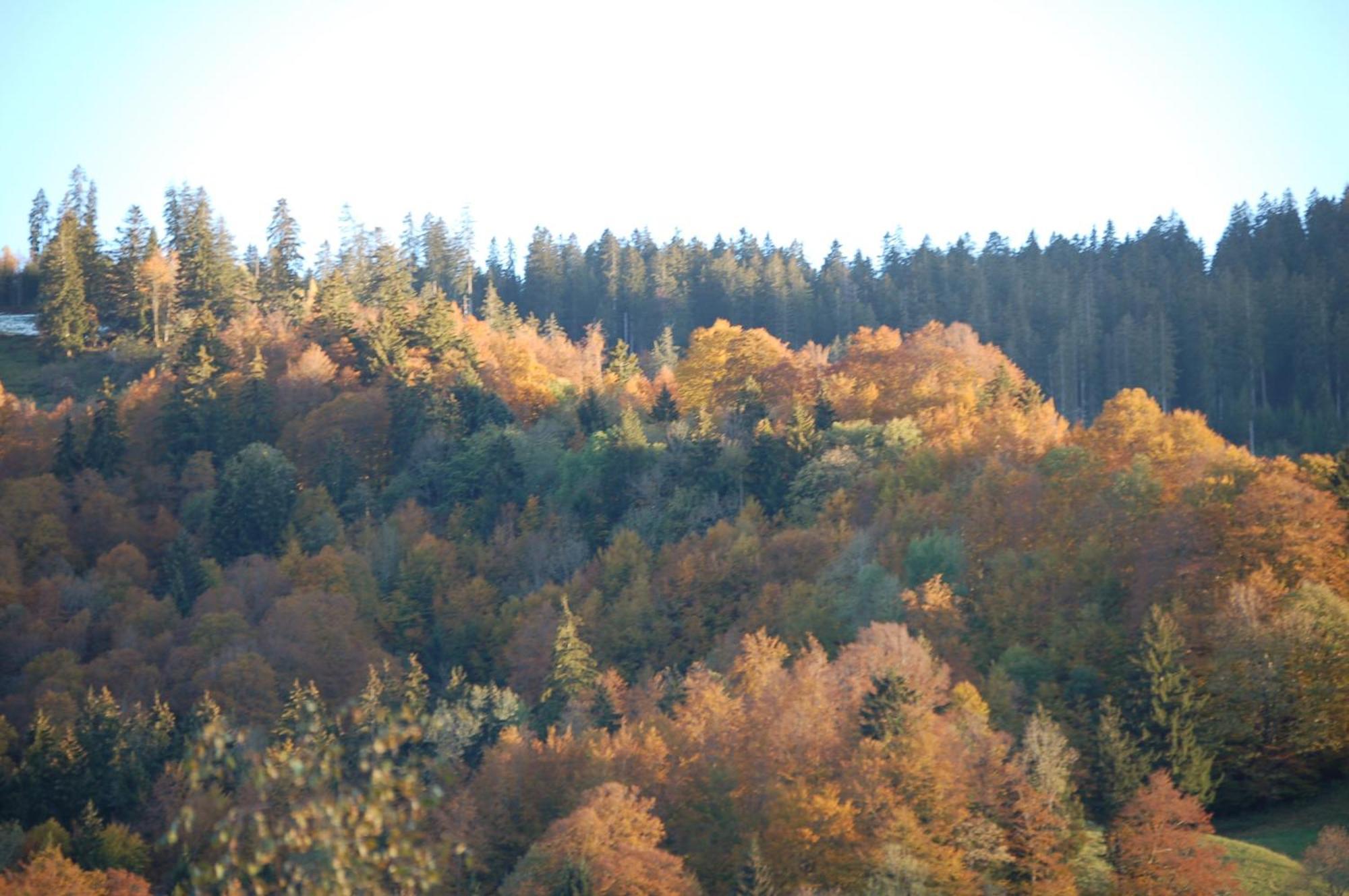 Schaefli 2*